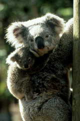 Koala Bär mit Baby von Tourism Queensland  c/o Global Spot